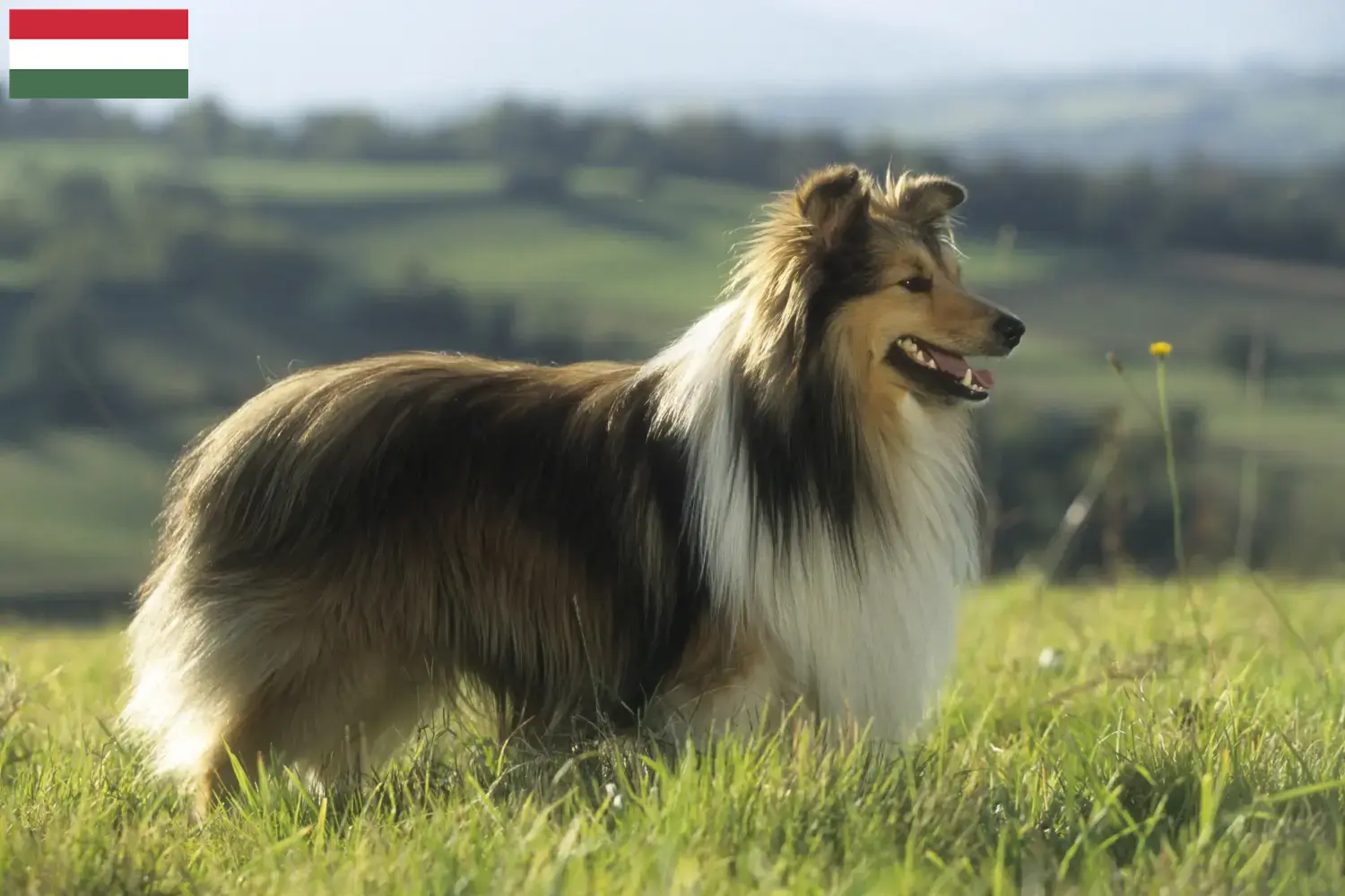 Szczeniaki Sheltie i hodowcy Węgry Tutaj możesz znaleźć hodowców Shelties w Węgry.
