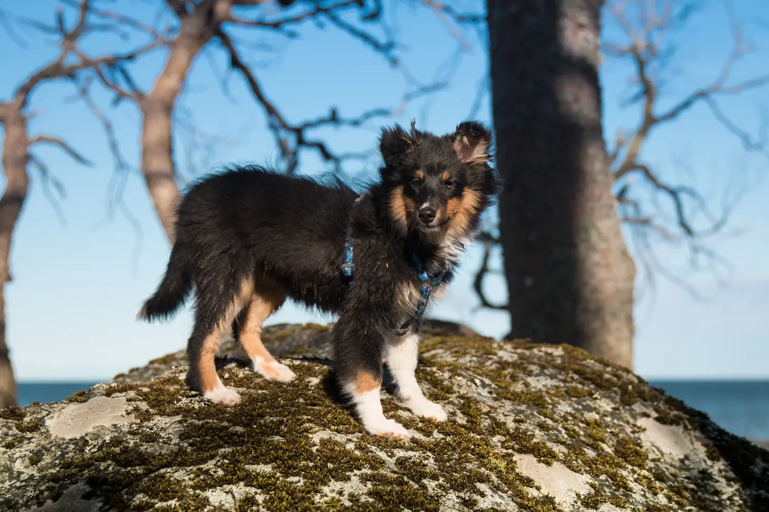Kupno szczeniaka rasy Sheltie oznacza wzięcie na siebie odpowiedzialności! Kup szczenięta rasy Sheltie.