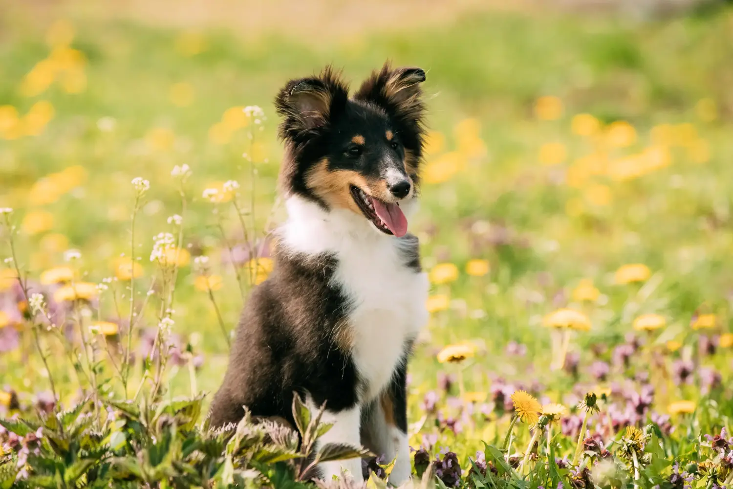 Kupno szczeniaka rasy Sheltie oznacza wzięcie na siebie odpowiedzialności! Kup szczenięta rasy Sheltie.
