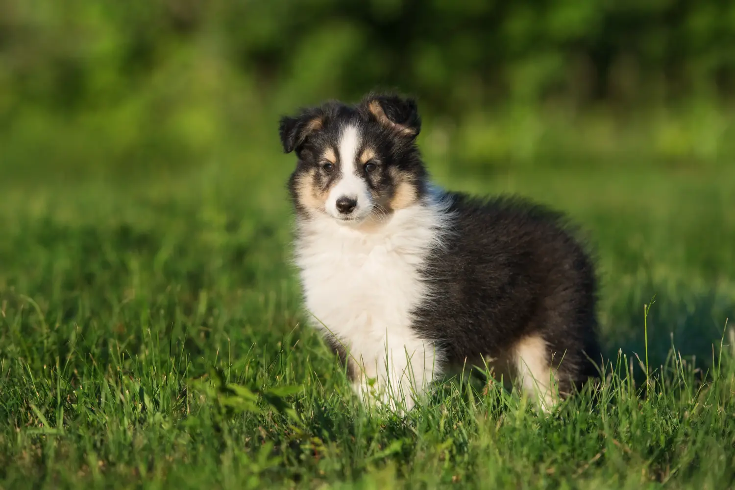 Kupno szczeniaka rasy Sheltie oznacza wzięcie na siebie odpowiedzialności! Kup szczenięta rasy Sheltie.
