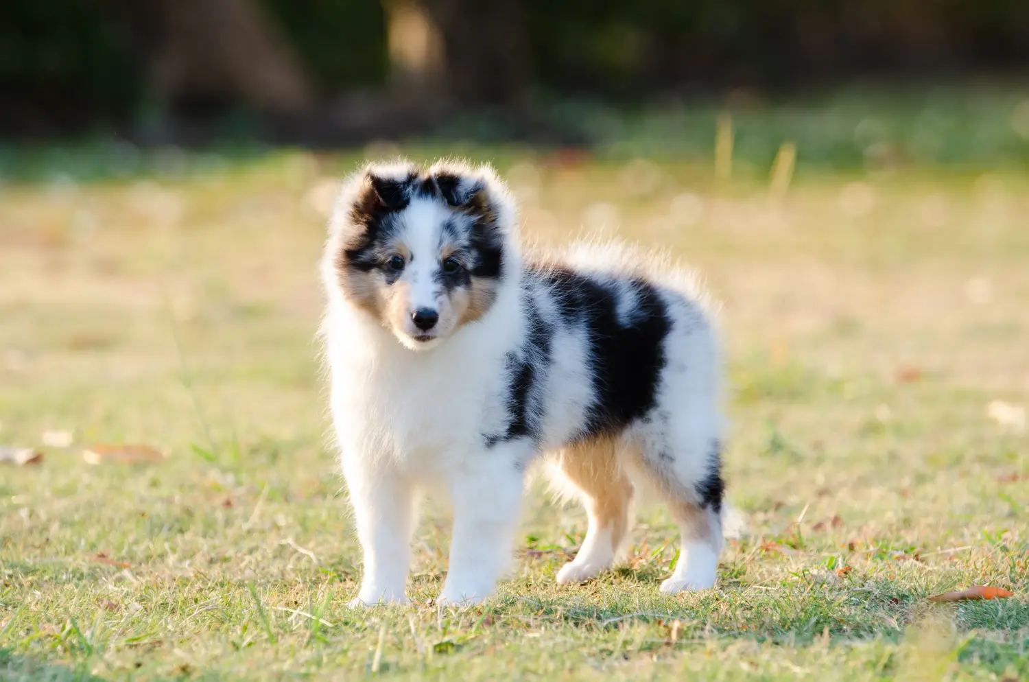 Kupno szczeniaka rasy Sheltie oznacza wzięcie na siebie odpowiedzialności! Kup szczenięta rasy Sheltie.