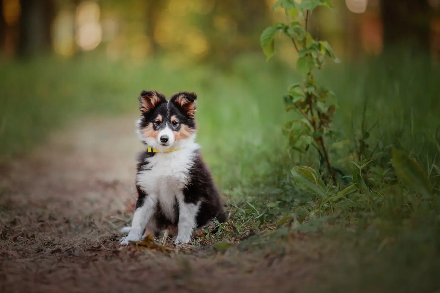 Kupno szczeniaka rasy Sheltie oznacza wzięcie na siebie odpowiedzialności! Kup szczenięta rasy Sheltie.