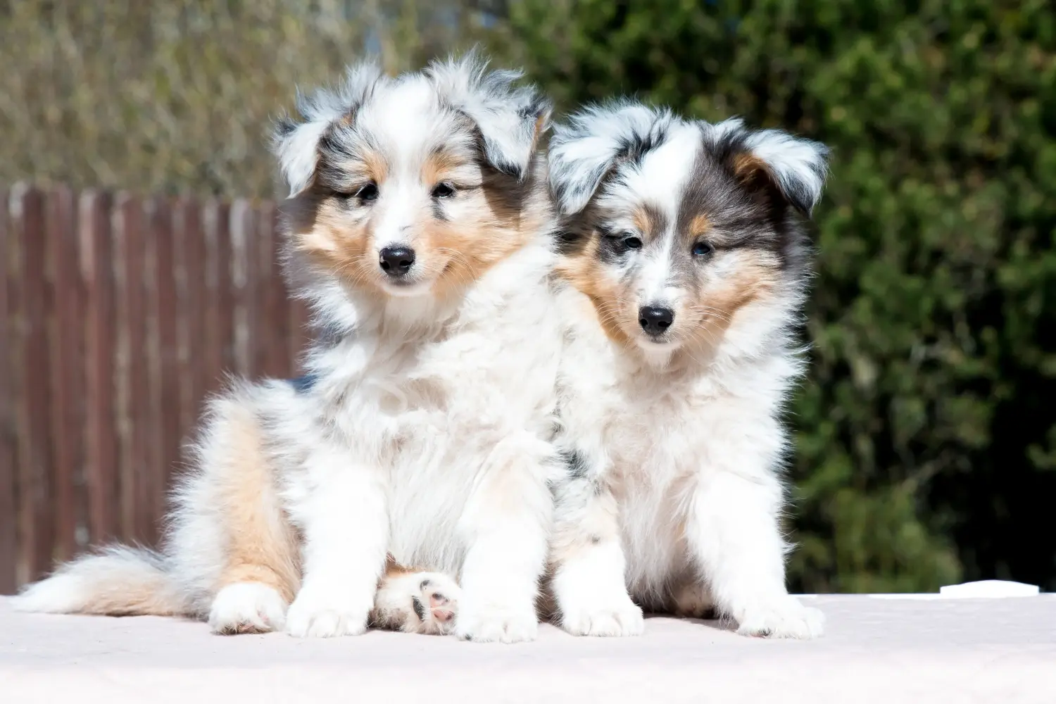 Kupno szczeniaka rasy Sheltie oznacza wzięcie na siebie odpowiedzialności! Kup szczenięta rasy Sheltie.