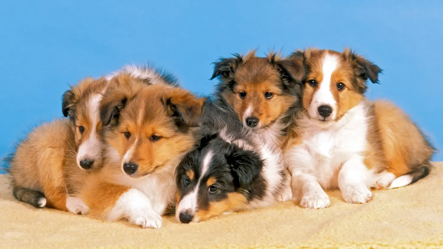 Kupno szczeniaka rasy Sheltie oznacza wzięcie na siebie odpowiedzialności! Kup szczenięta rasy Sheltie.