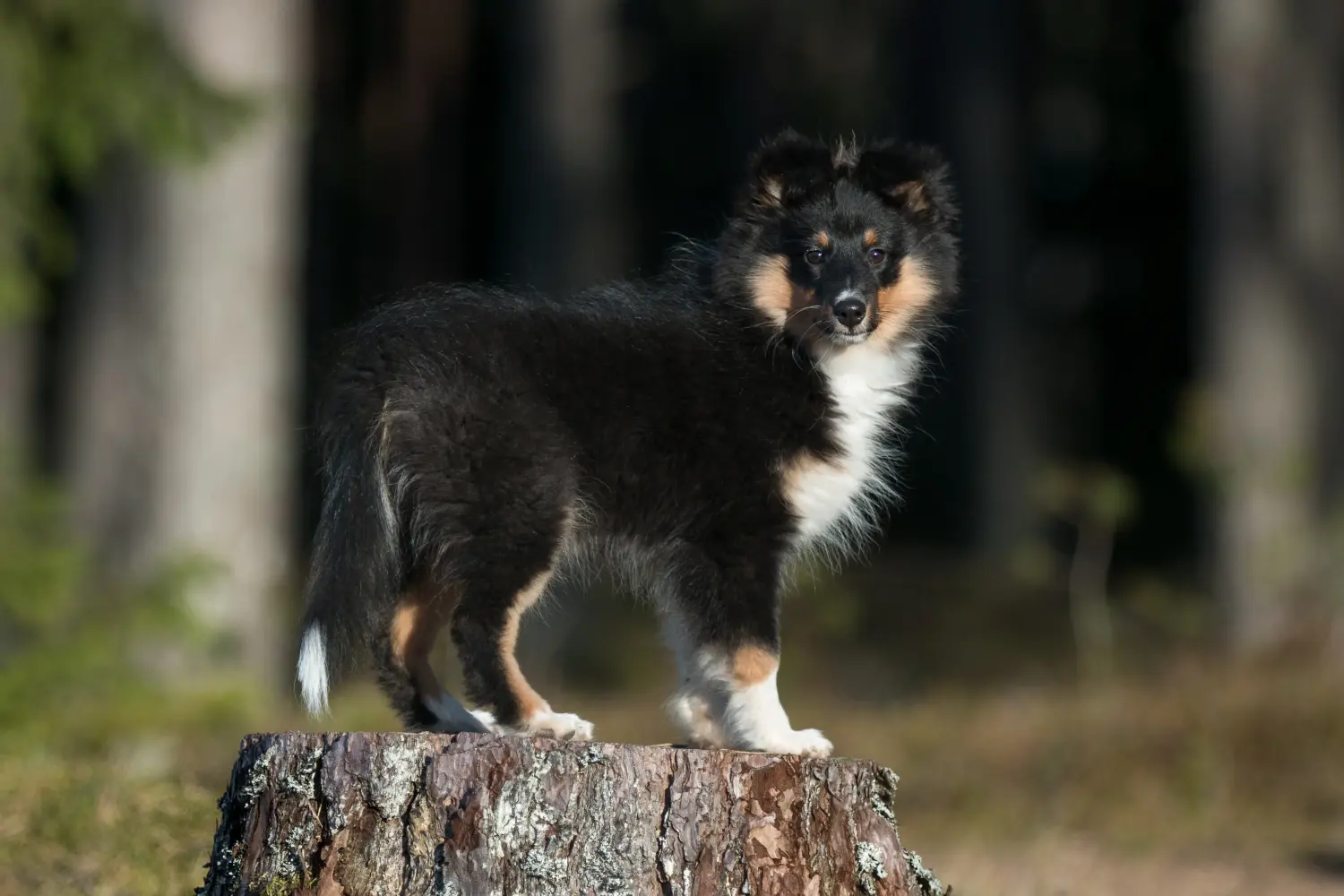 Kupno szczeniaka rasy Sheltie oznacza wzięcie na siebie odpowiedzialności! Kup szczenięta rasy Sheltie.