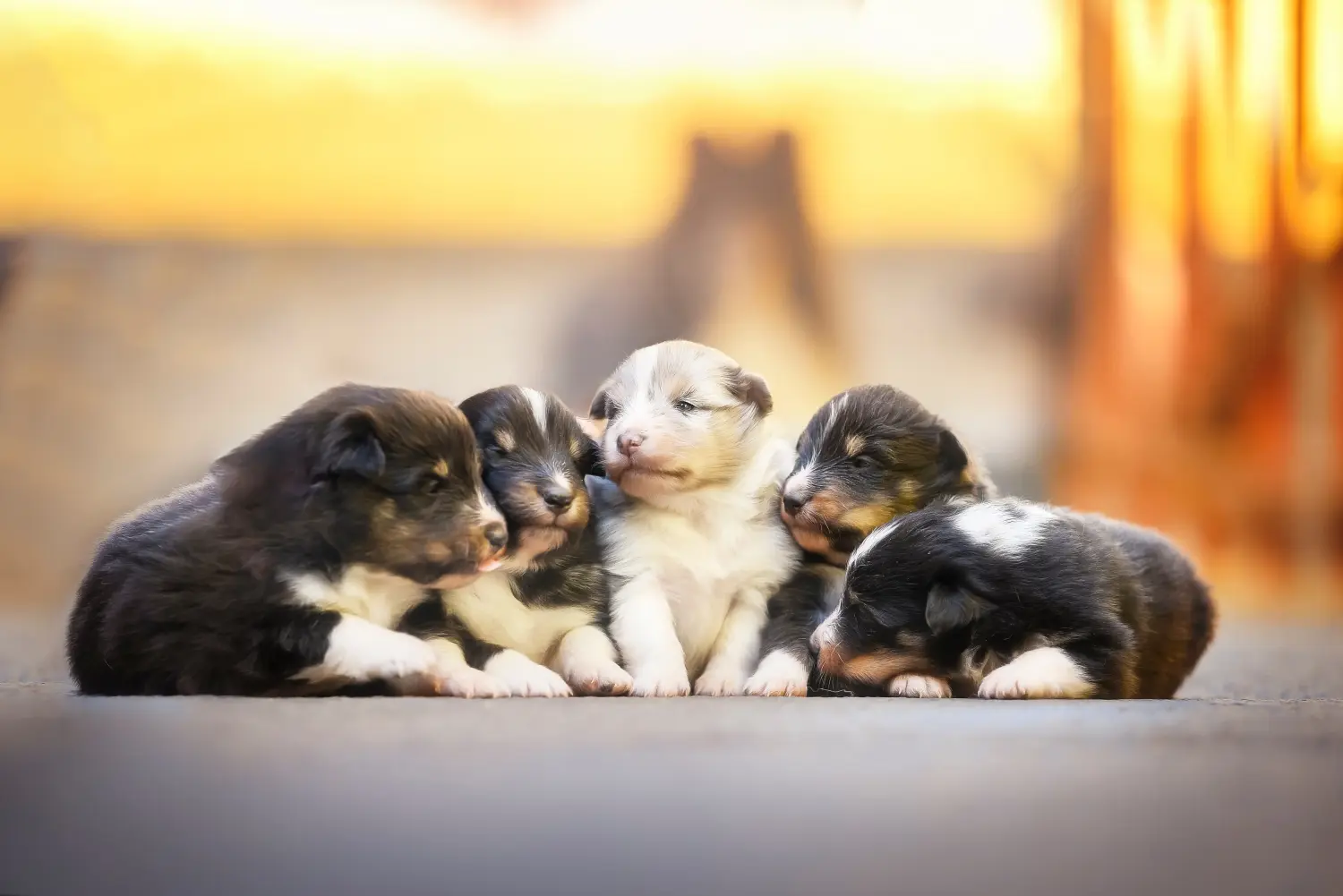 Kupno szczeniaka rasy Sheltie oznacza wzięcie na siebie odpowiedzialności! Kup szczenięta rasy Sheltie.