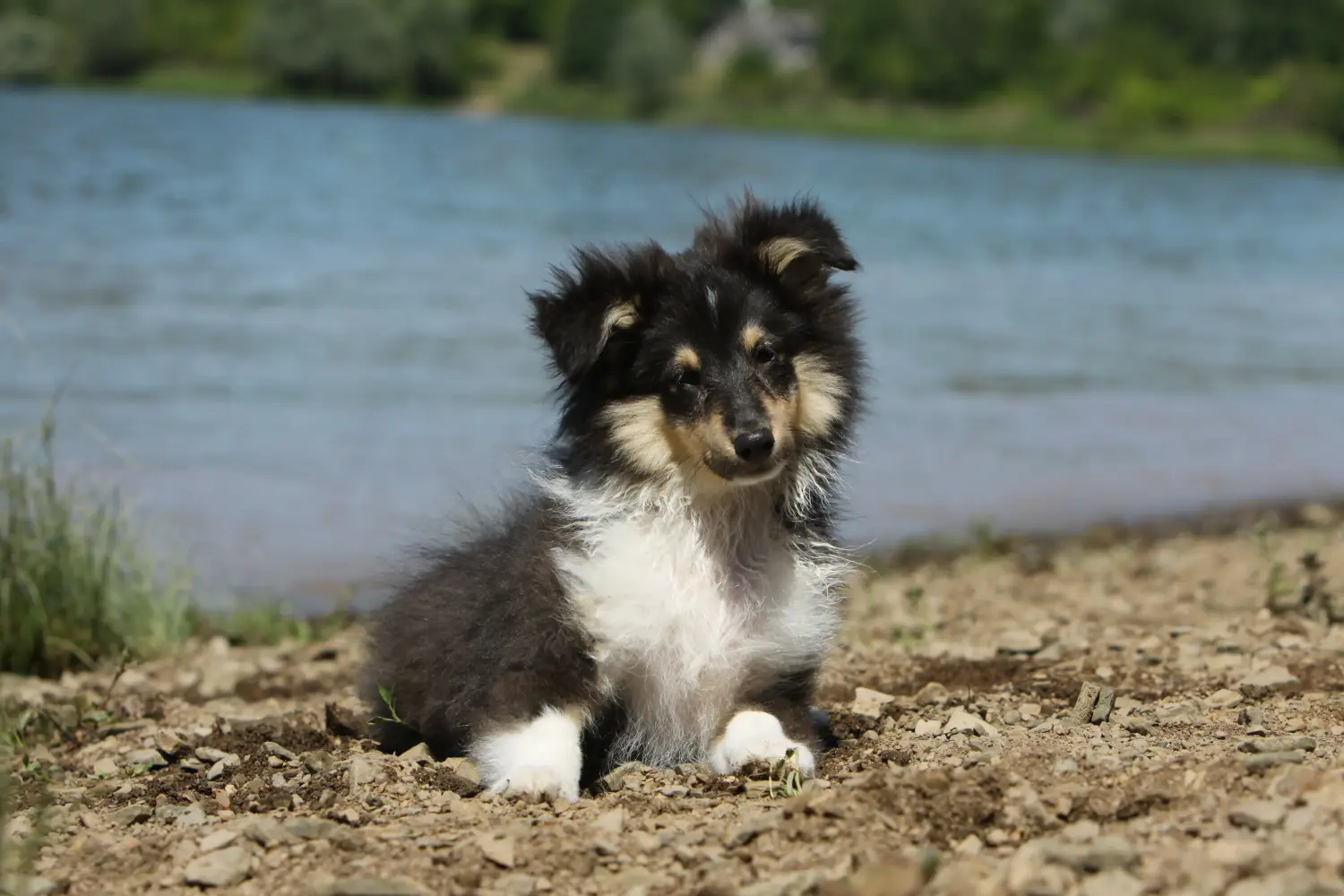 Kupno szczeniaka rasy Sheltie oznacza wzięcie na siebie odpowiedzialności! Kup szczenięta rasy Sheltie.