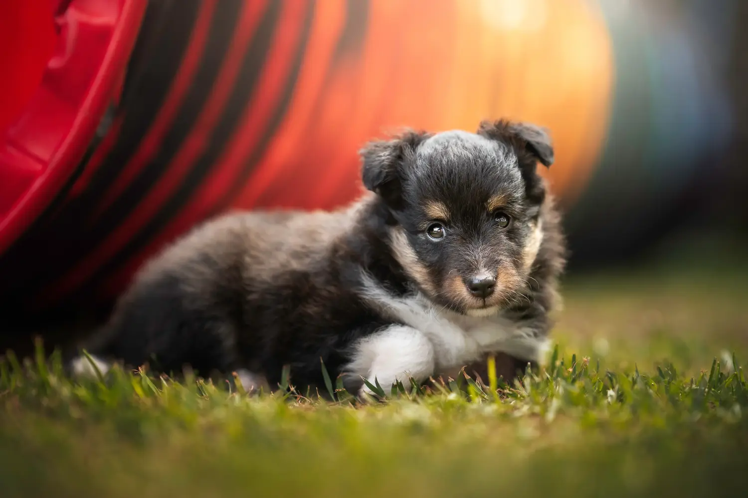 Kupno szczeniaka rasy Sheltie oznacza wzięcie na siebie odpowiedzialności! Kup szczenięta rasy Sheltie.