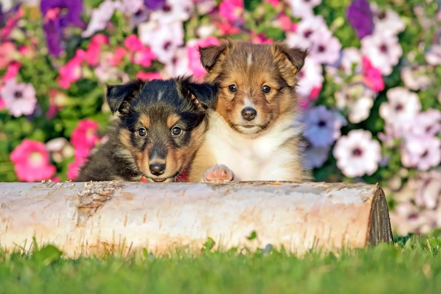 Kupno szczeniaka rasy Sheltie oznacza wzięcie na siebie odpowiedzialności! Kup szczenięta rasy Sheltie.