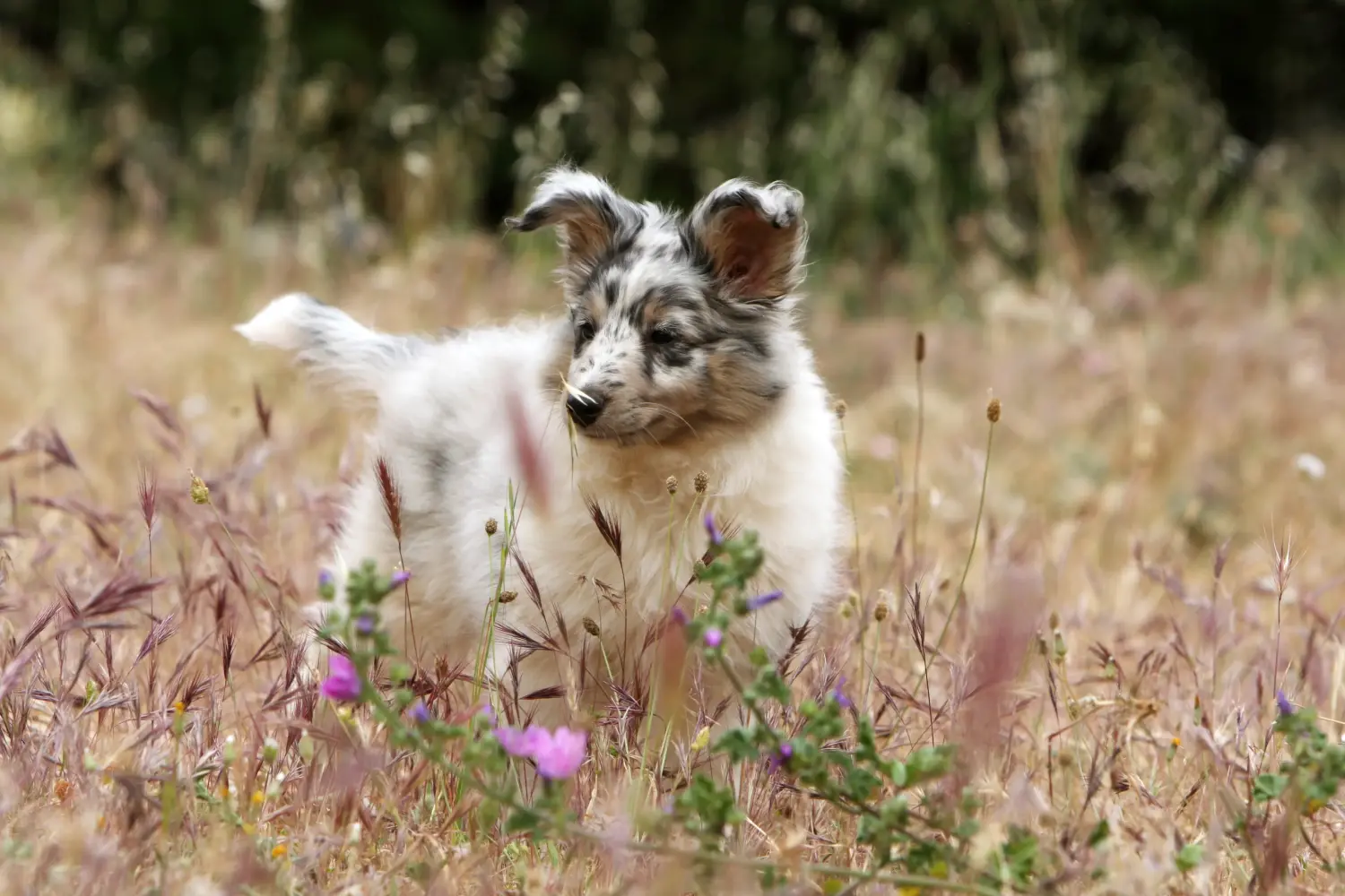 Kupno szczeniaka rasy Sheltie oznacza wzięcie na siebie odpowiedzialności! Kup szczenięta rasy Sheltie.
