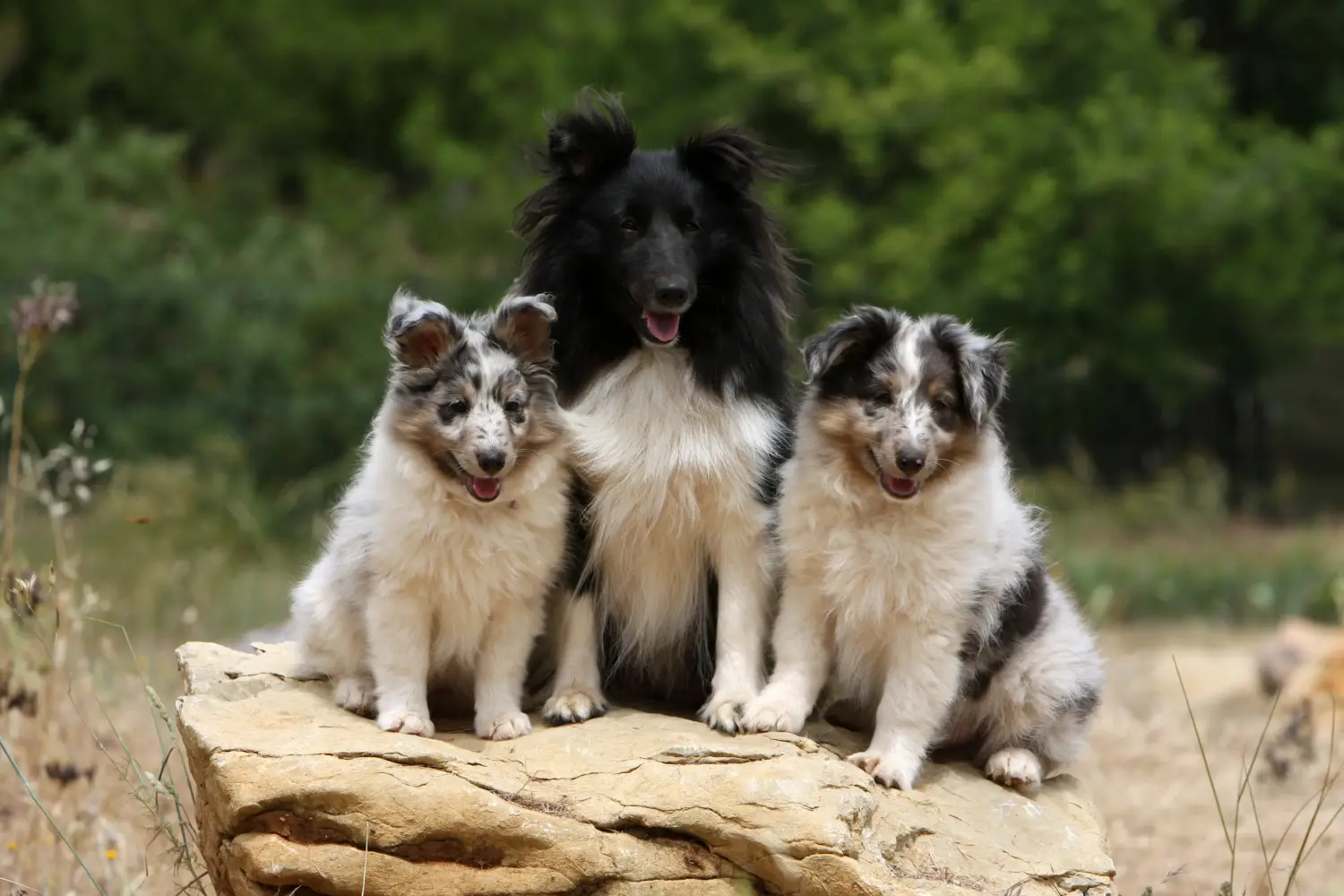 Kupno szczeniaka rasy Sheltie oznacza wzięcie na siebie odpowiedzialności! Kup szczenięta rasy Sheltie.