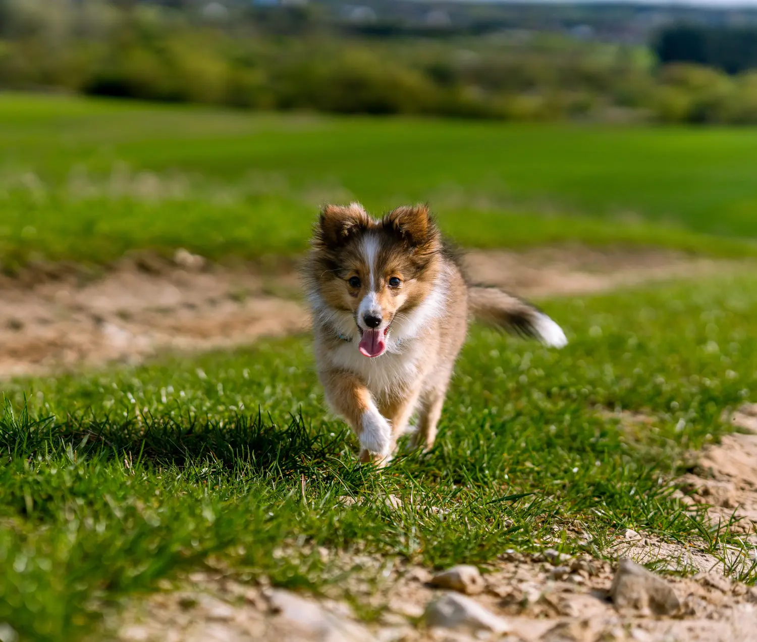 Kupno szczeniaka rasy Sheltie oznacza wzięcie na siebie odpowiedzialności! Kup szczenięta rasy Sheltie.