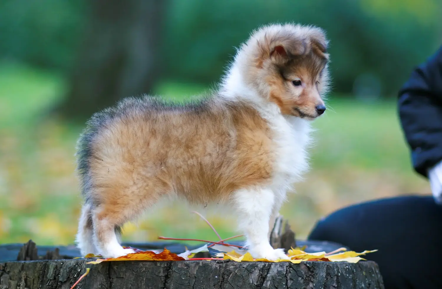 Kupno szczeniaka rasy Sheltie oznacza wzięcie na siebie odpowiedzialności! Kup szczenięta rasy Sheltie.