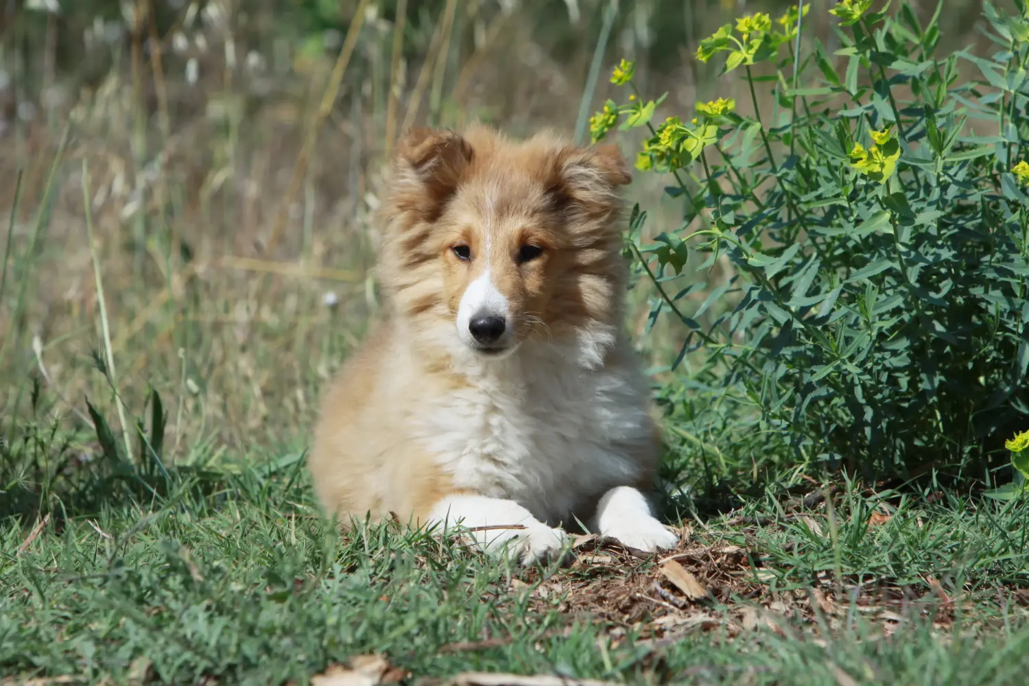 Kupno szczeniaka rasy Sheltie oznacza wzięcie na siebie odpowiedzialności! Kup szczenięta rasy Sheltie.