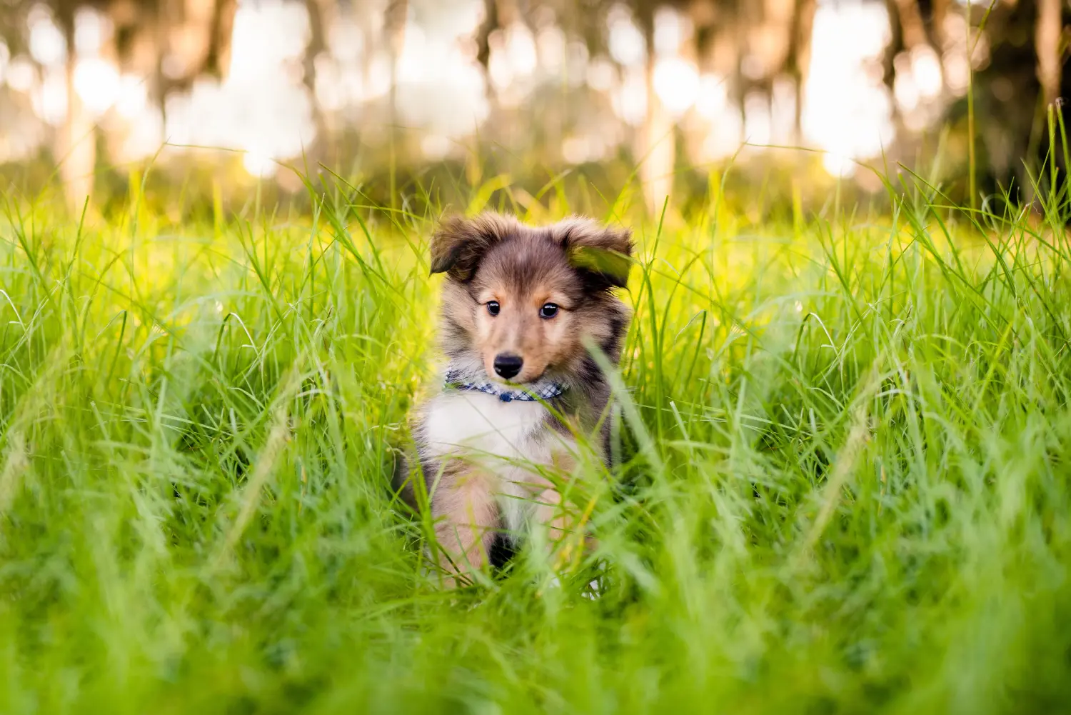 Kupno szczeniaka rasy Sheltie oznacza wzięcie na siebie odpowiedzialności! Kup szczenięta rasy Sheltie.