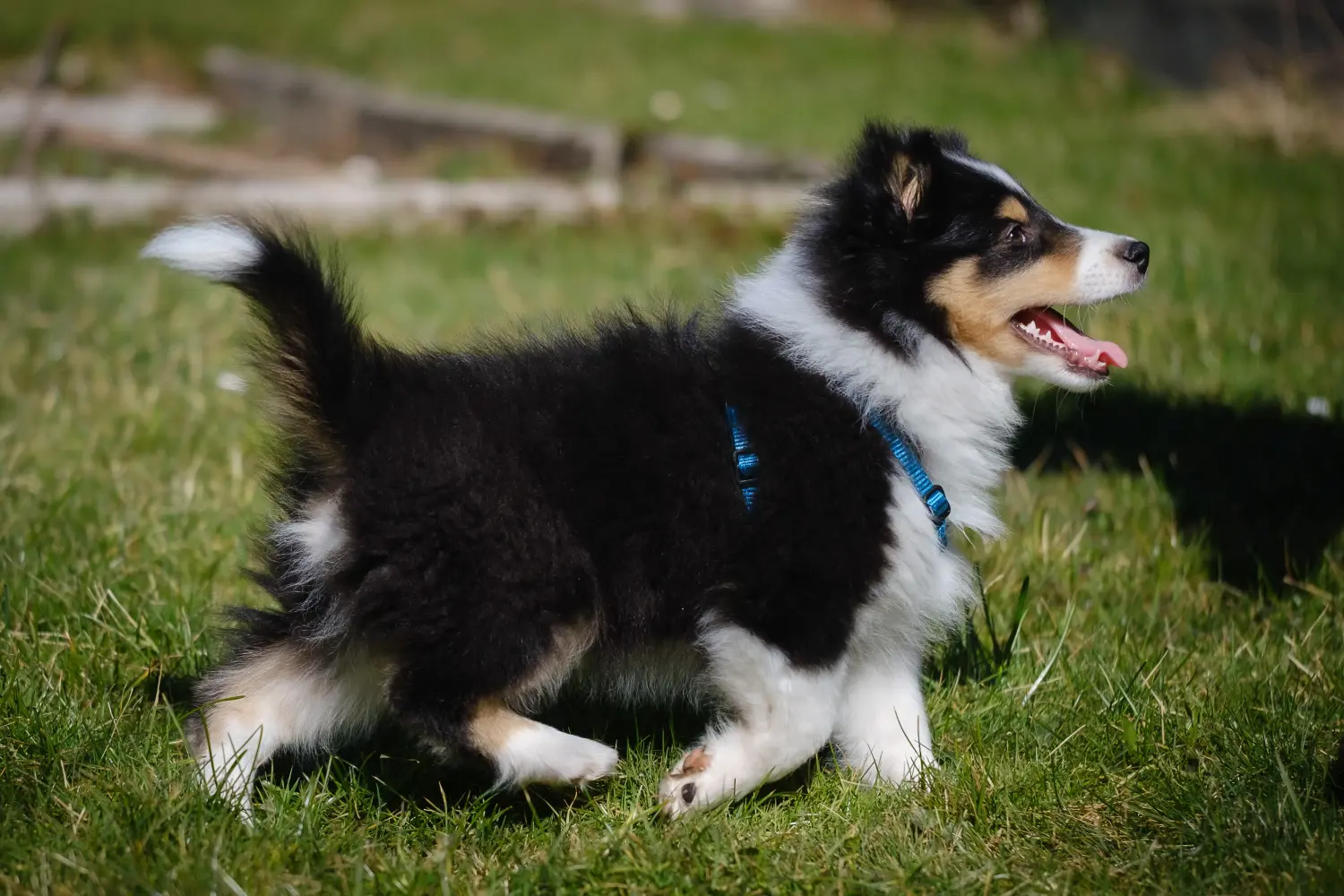 Kupno szczeniaka rasy Sheltie oznacza wzięcie na siebie odpowiedzialności! Kup szczenięta rasy Sheltie.