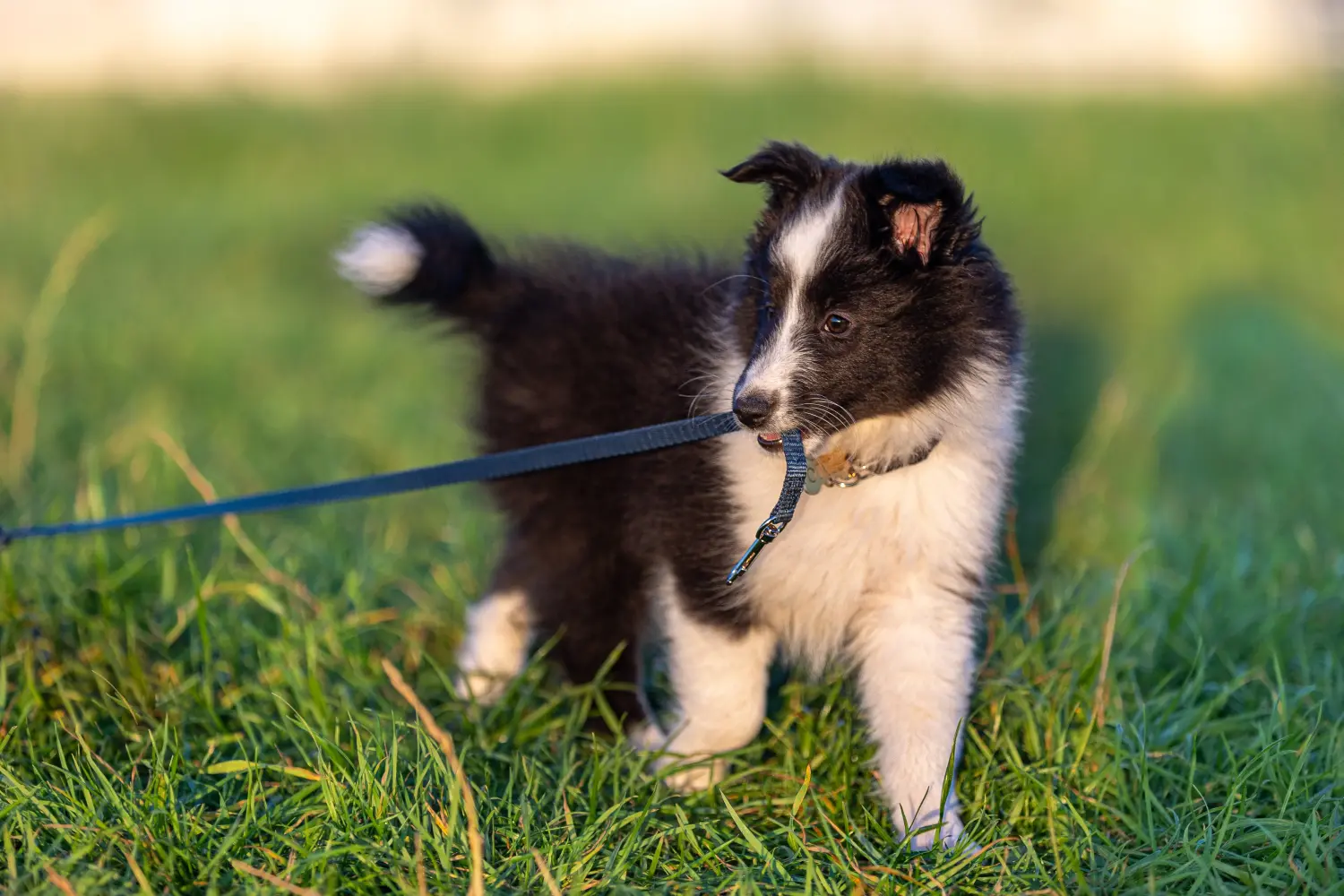 Kupno szczeniaka rasy Sheltie oznacza wzięcie na siebie odpowiedzialności! Kup szczenięta rasy Sheltie.