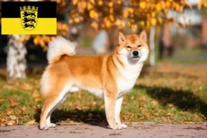 Read more about the article Hodowcy i szczenięta Shiba w Badenia-Wirtembergia