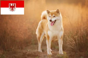 Read more about the article Hodowcy i szczenięta Shiba w Brandenburgia