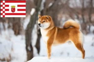 Read more about the article Hodowcy i szczenięta Shiba w Brema