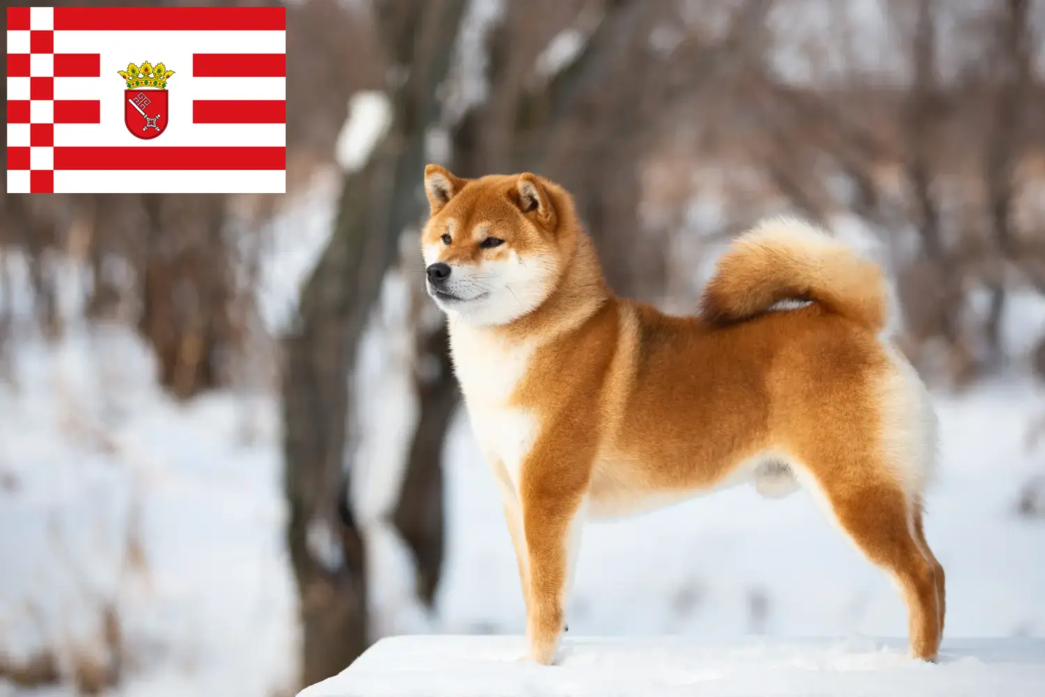 Read more about the article Hodowcy i szczenięta Shiba w Brema