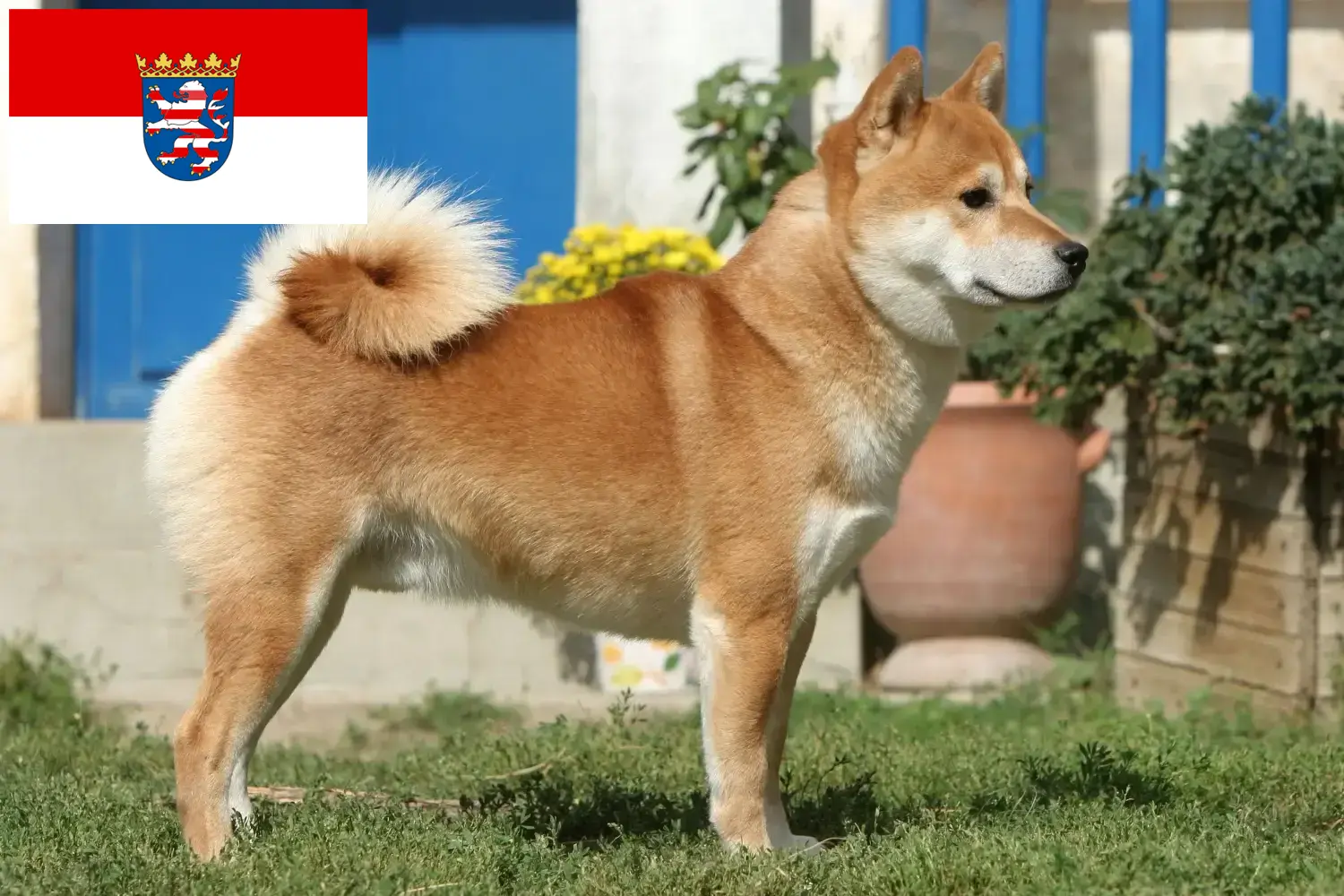 Read more about the article Hodowcy i szczenięta Shiba w Hesja