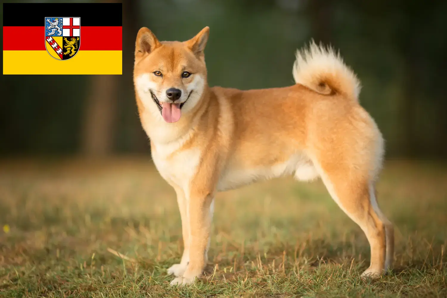 Read more about the article Hodowcy i szczenięta Shiba w Kraj Saary