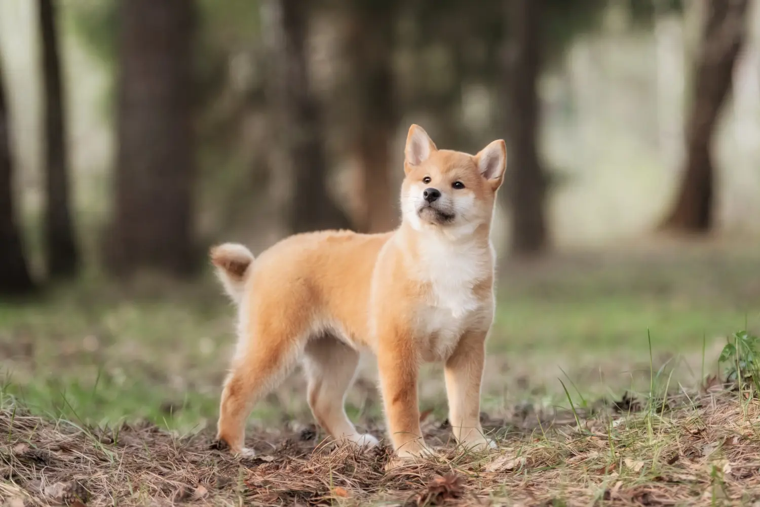 Kupno szczeniaka rasy Shiba oznacza wzięcie na siebie odpowiedzialności! Kup szczenięta rasy Shiba.