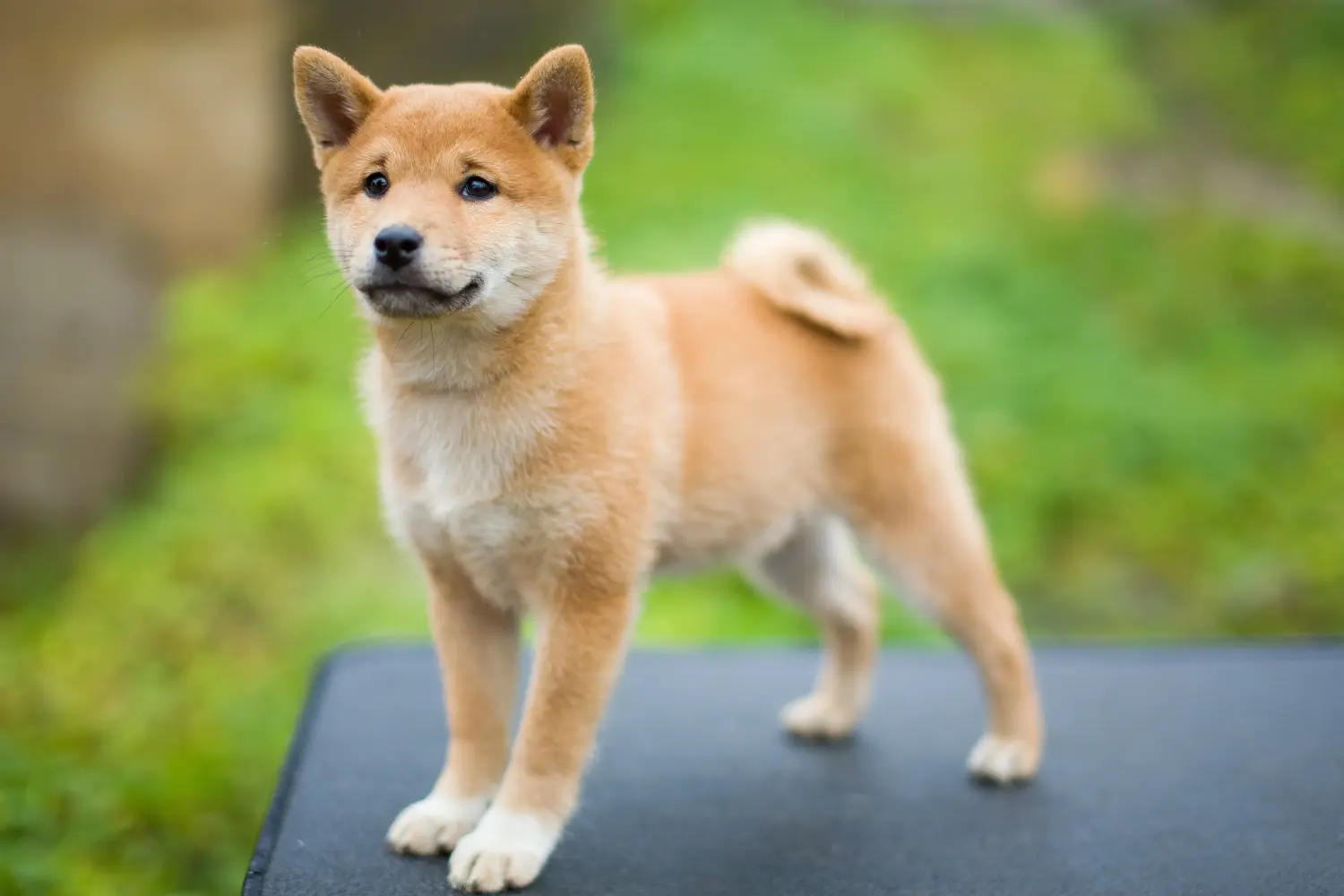 Kupno szczeniaka rasy Shiba oznacza wzięcie na siebie odpowiedzialności! Kup szczenięta rasy Shiba.