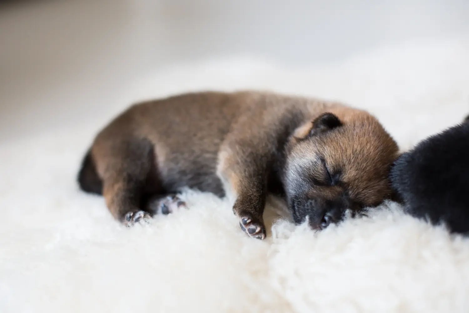 Kupno szczeniaka rasy Shiba oznacza wzięcie na siebie odpowiedzialności! Kup szczenięta rasy Shiba.