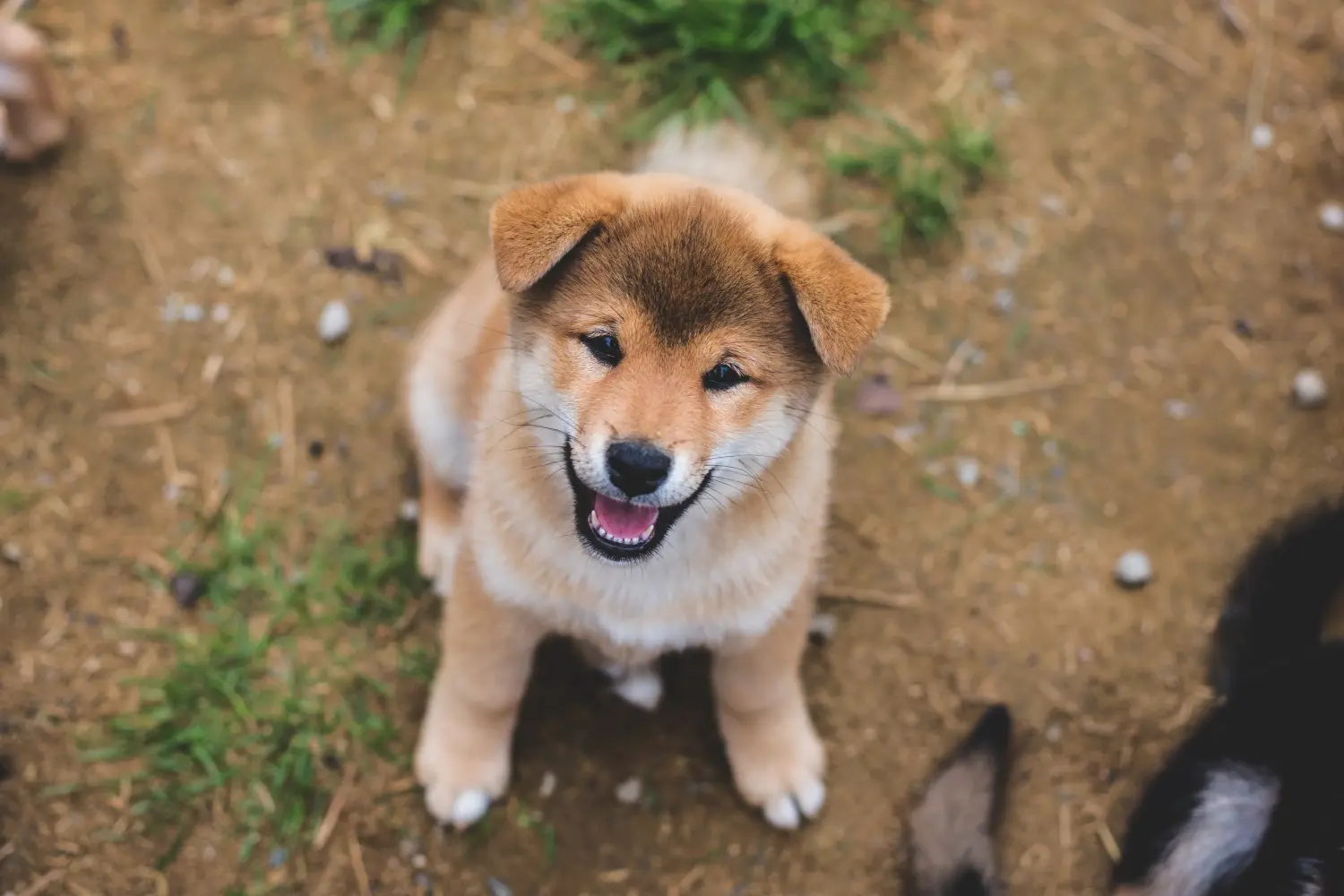 Kupno szczeniaka rasy Shiba oznacza wzięcie na siebie odpowiedzialności! Kup szczenięta rasy Shiba.