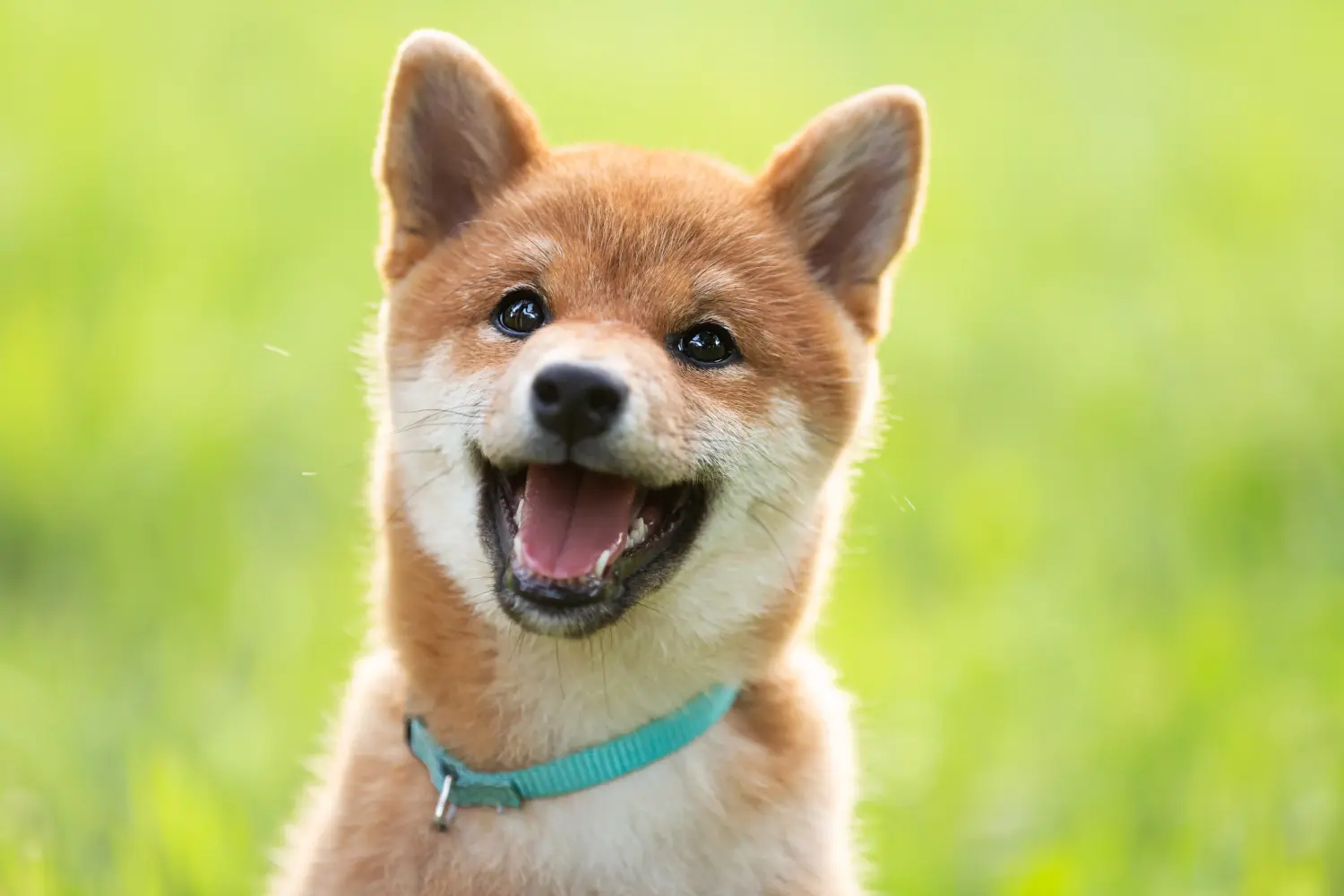 Kupno szczeniaka rasy Shiba oznacza wzięcie na siebie odpowiedzialności! Kup szczenięta rasy Shiba.
