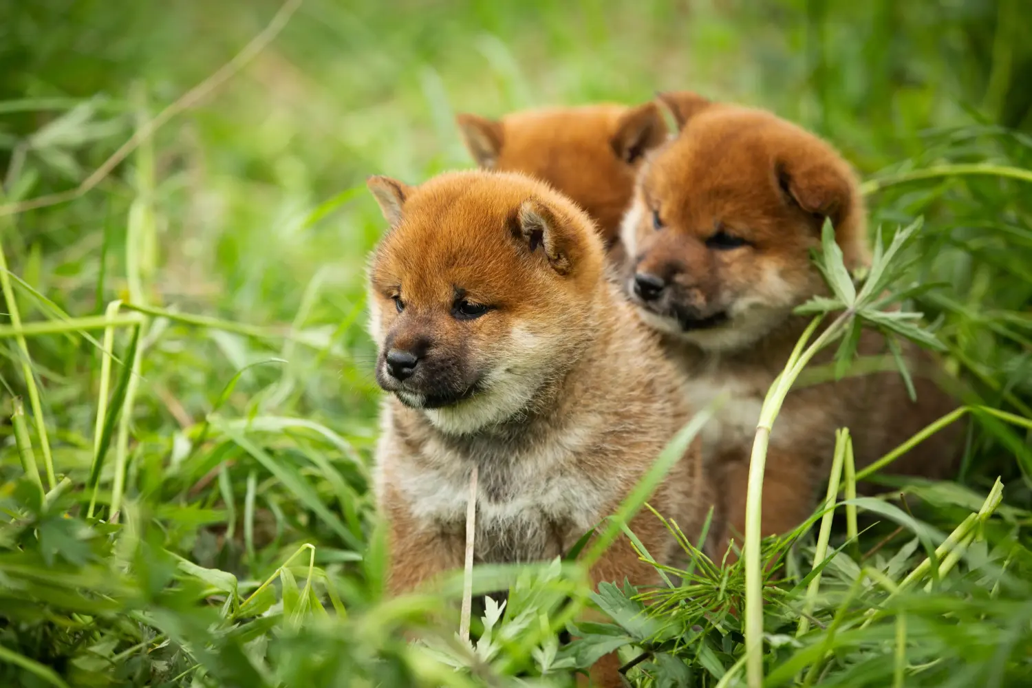Kupno szczeniaka rasy Shiba oznacza wzięcie na siebie odpowiedzialności! Kup szczenięta rasy Shiba.