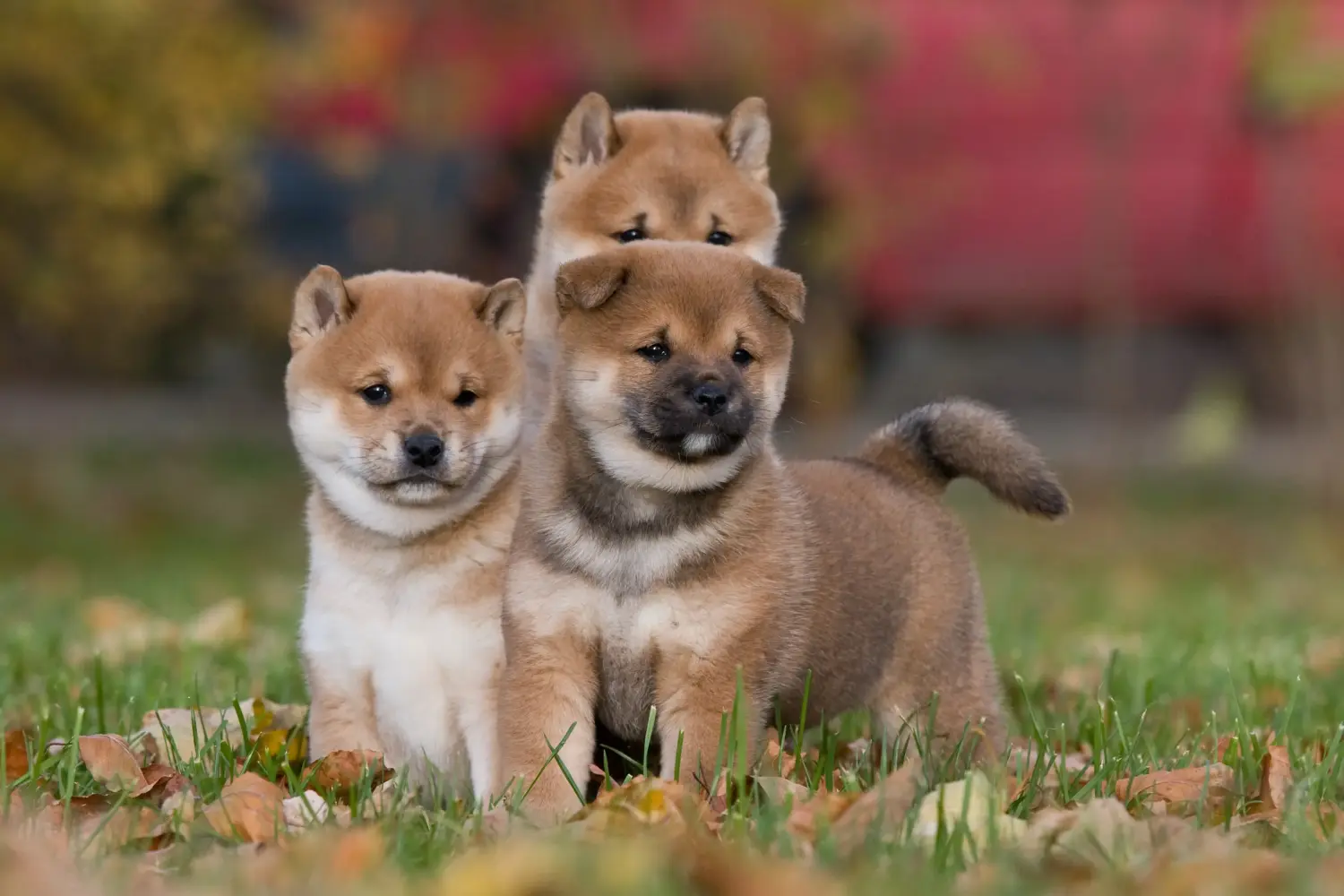 Kupno szczeniaka rasy Shiba oznacza wzięcie na siebie odpowiedzialności! Kup szczenięta rasy Shiba.
