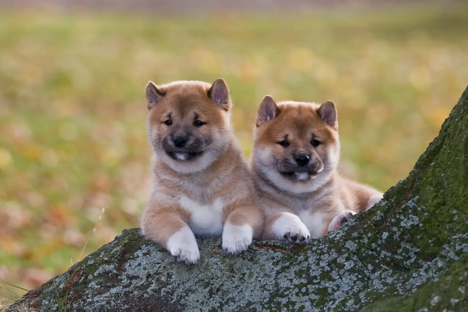 Kupno szczeniaka rasy Shiba oznacza wzięcie na siebie odpowiedzialności! Kup szczenięta rasy Shiba.
