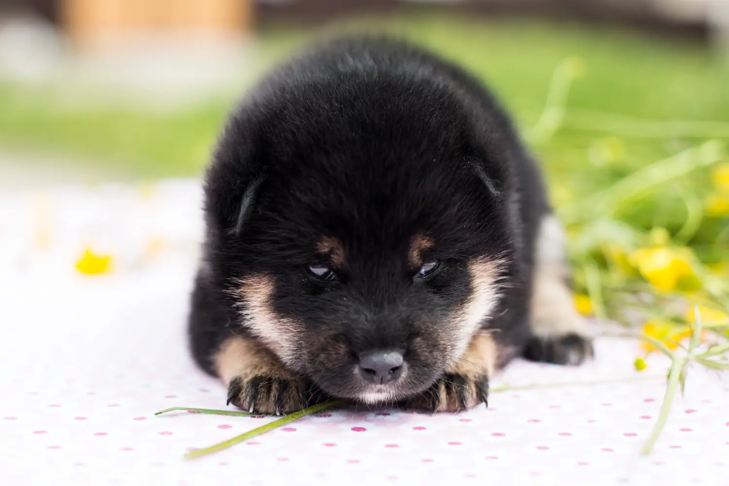 Kupno szczeniaka rasy Shiba oznacza wzięcie na siebie odpowiedzialności! Kup szczenięta rasy Shiba.