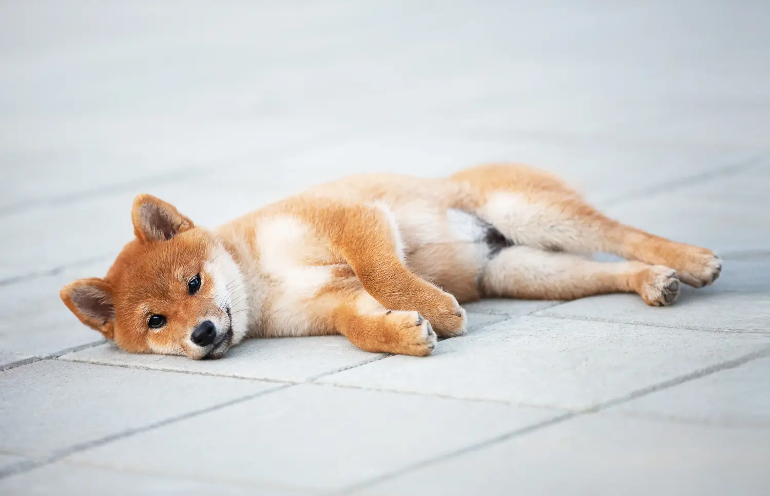 Kupno szczeniaka rasy Shiba oznacza wzięcie na siebie odpowiedzialności! Kup szczenięta rasy Shiba.