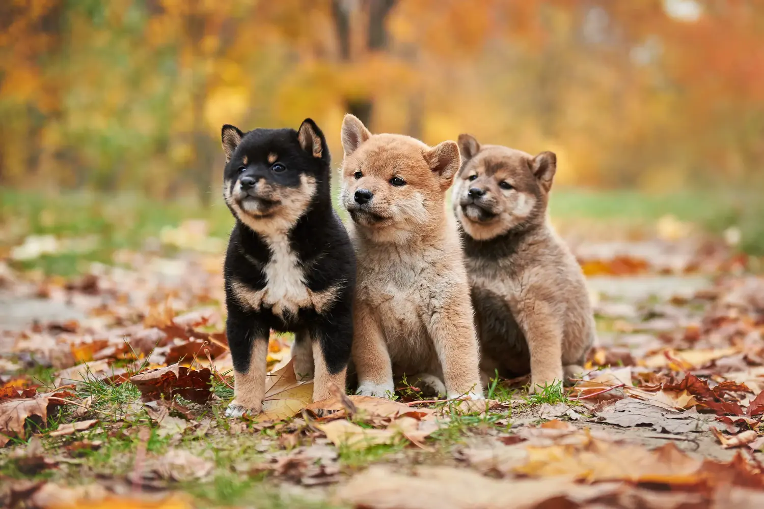 Kupno szczeniaka rasy Shiba oznacza wzięcie na siebie odpowiedzialności! Kup szczenięta rasy Shiba.