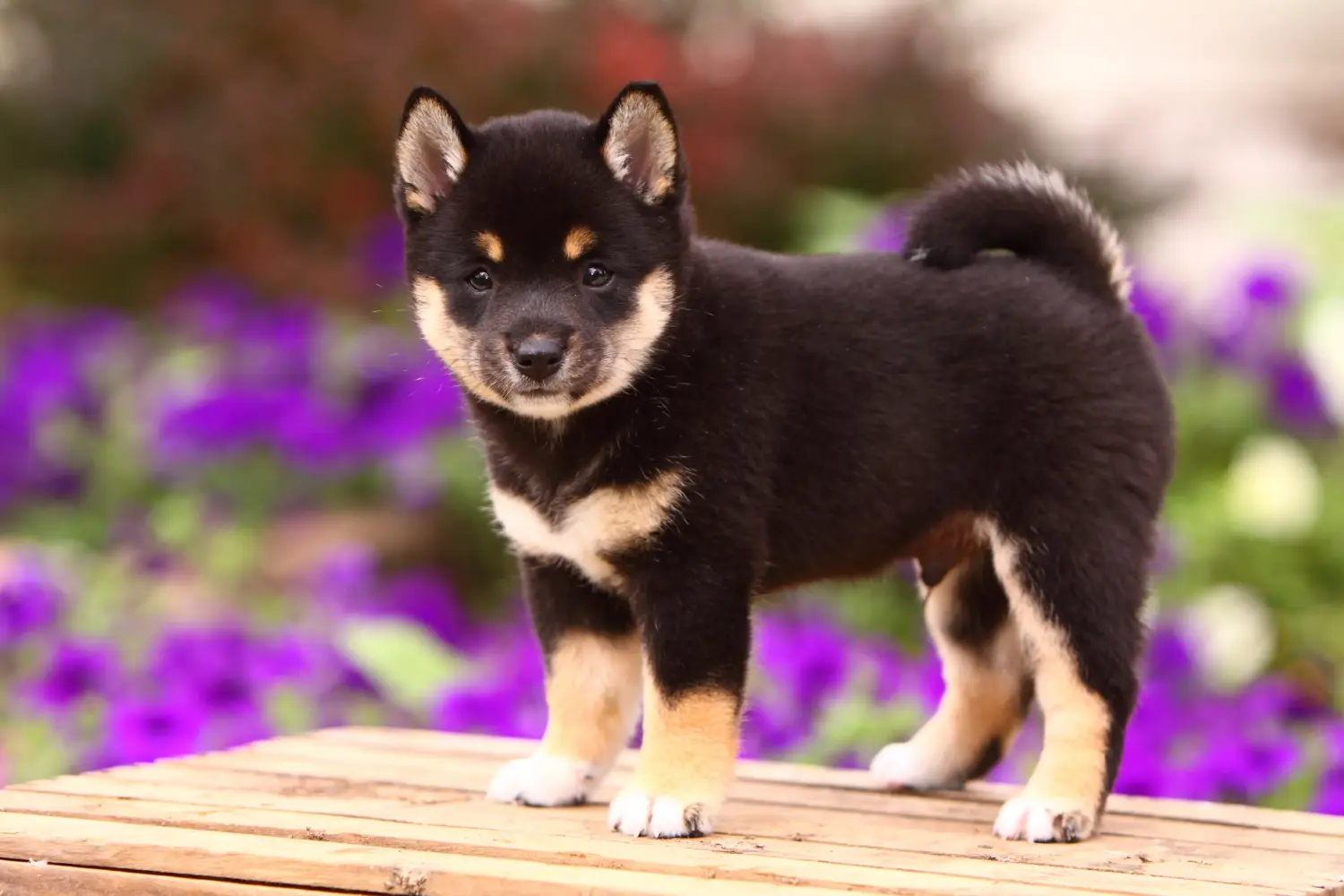 Kupno szczeniaka rasy Shiba oznacza wzięcie na siebie odpowiedzialności! Kup szczenięta rasy Shiba.