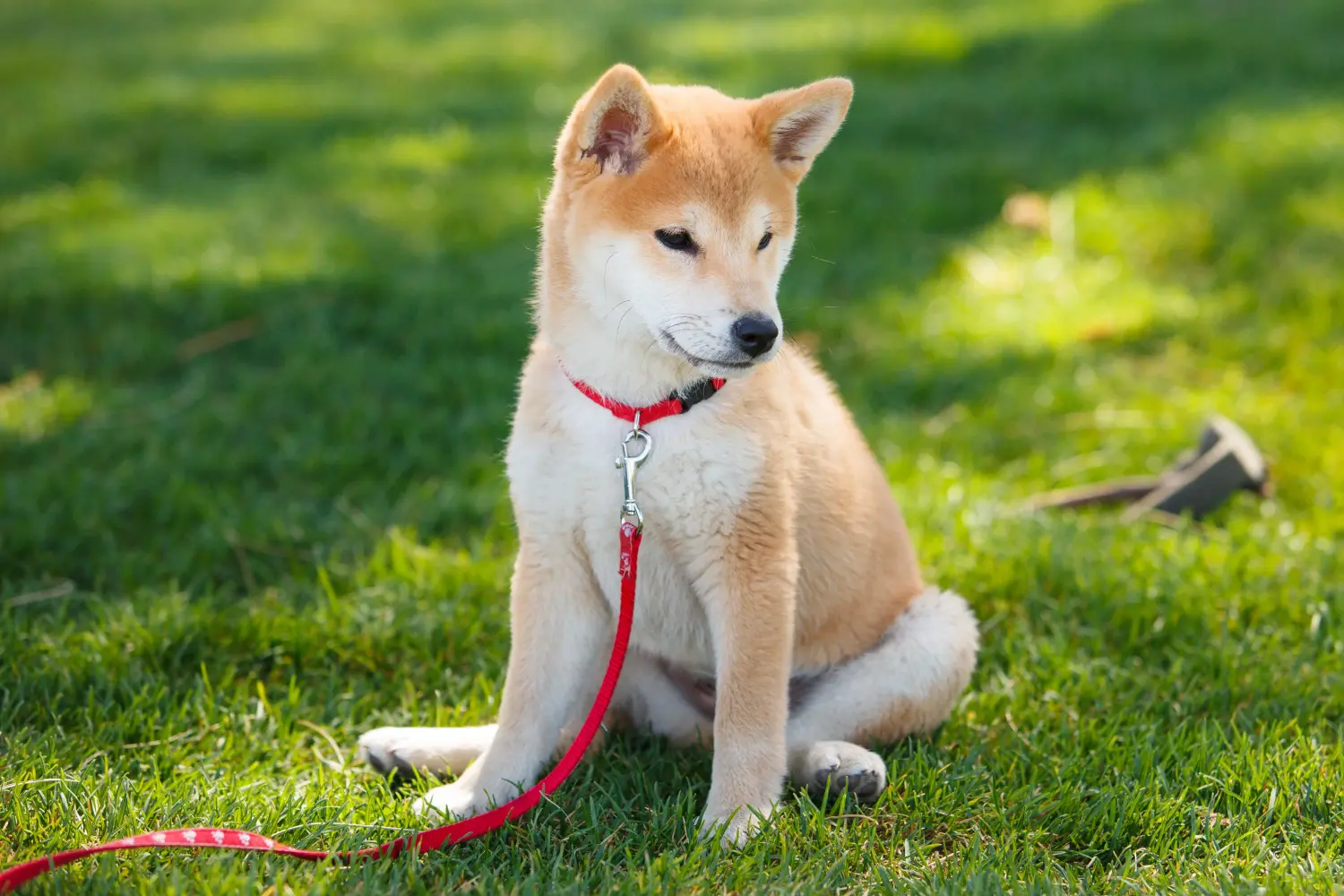 Kupno szczeniaka rasy Shiba oznacza wzięcie na siebie odpowiedzialności! Kup szczenięta rasy Shiba.