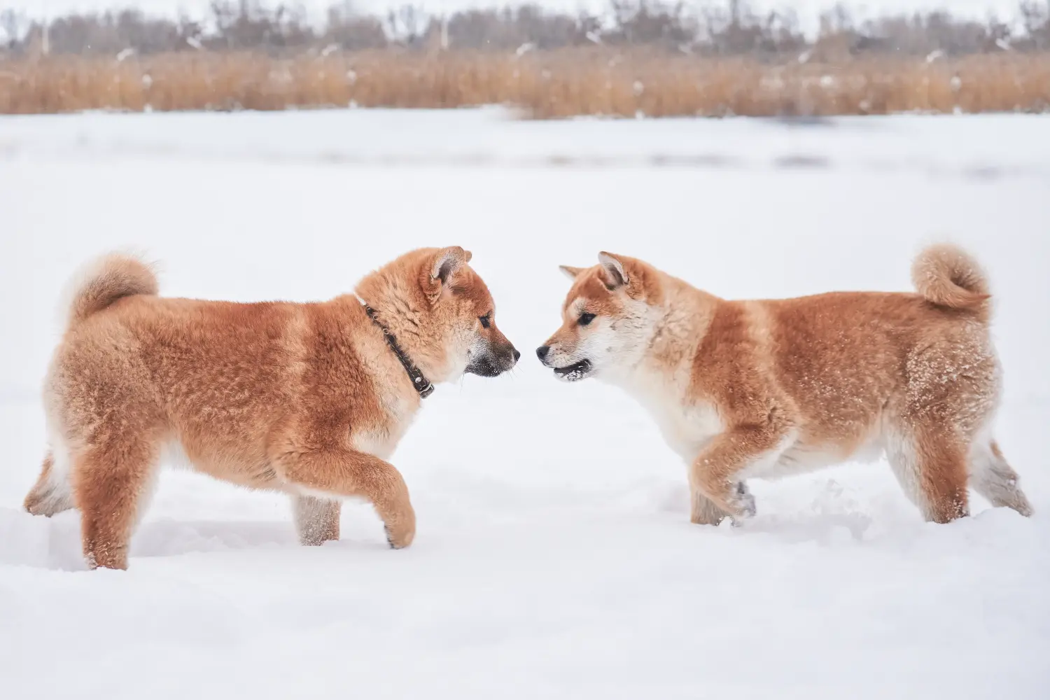 Kupno szczeniaka rasy Shiba oznacza wzięcie na siebie odpowiedzialności! Kup szczenięta rasy Shiba.