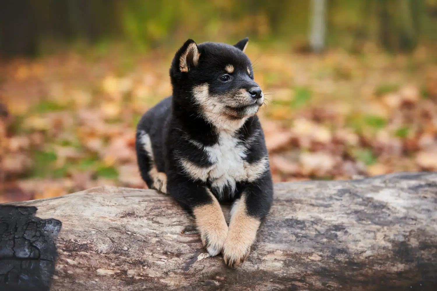 Kupno szczeniaka rasy Shiba oznacza wzięcie na siebie odpowiedzialności! Kup szczenięta rasy Shiba.