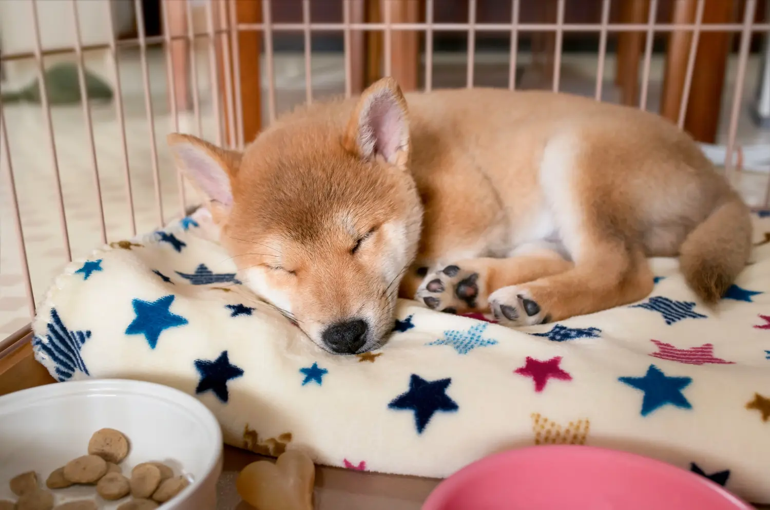Kupno szczeniaka rasy Shiba oznacza wzięcie na siebie odpowiedzialności! Kup szczenięta rasy Shiba.
