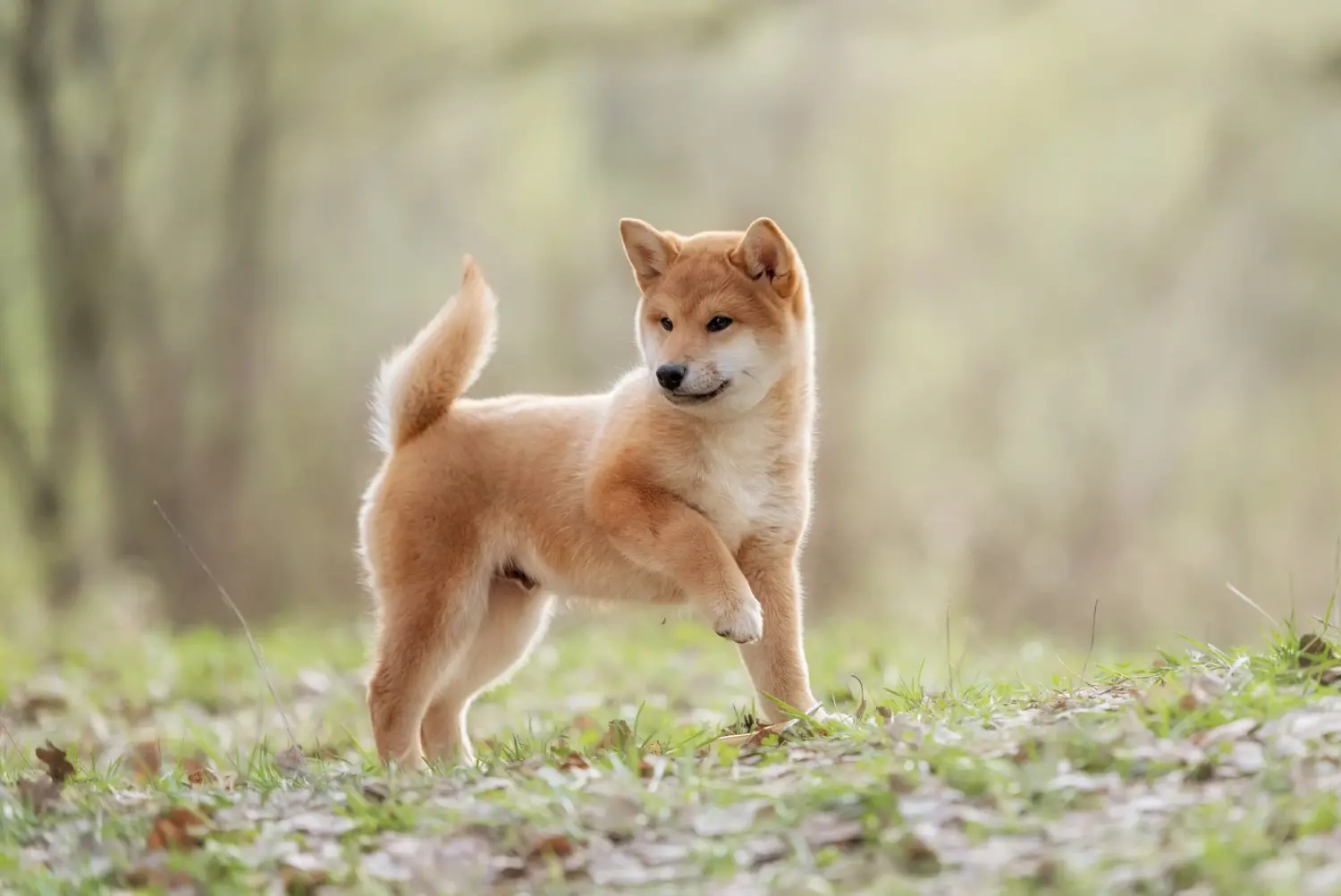 Kupno szczeniaka rasy Shiba oznacza wzięcie na siebie odpowiedzialności! Kup szczenięta rasy Shiba.