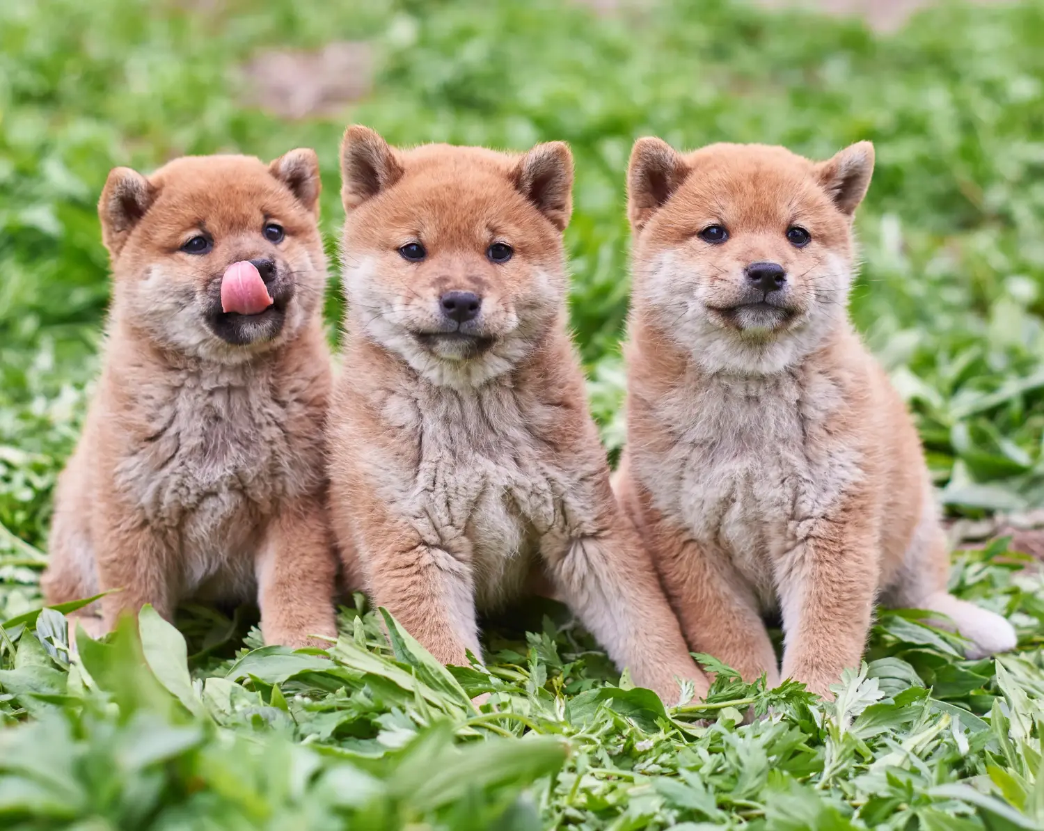 Kupno szczeniaka rasy Shiba oznacza wzięcie na siebie odpowiedzialności! Kup szczenięta rasy Shiba.