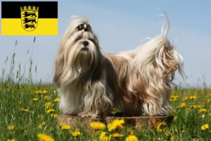 Read more about the article Hodowcy i szczenięta shih tzu w Badenia-Wirtembergia