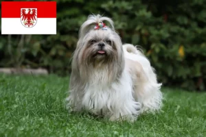 Read more about the article Hodowcy i szczenięta shih tzu w Brandenburgia