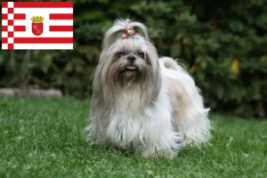 Read more about the article Hodowcy i szczenięta shih tzu w Brema