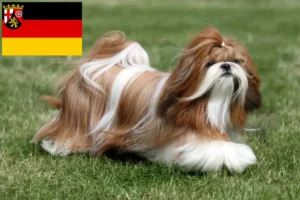 Read more about the article Hodowcy i szczenięta Shih Tzu w Nadrenia-Palatynat