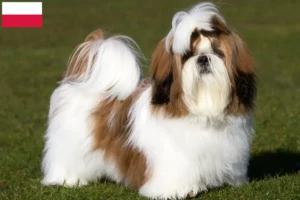 Read more about the article Shih tzu hodowcy i szczenięta w Polska